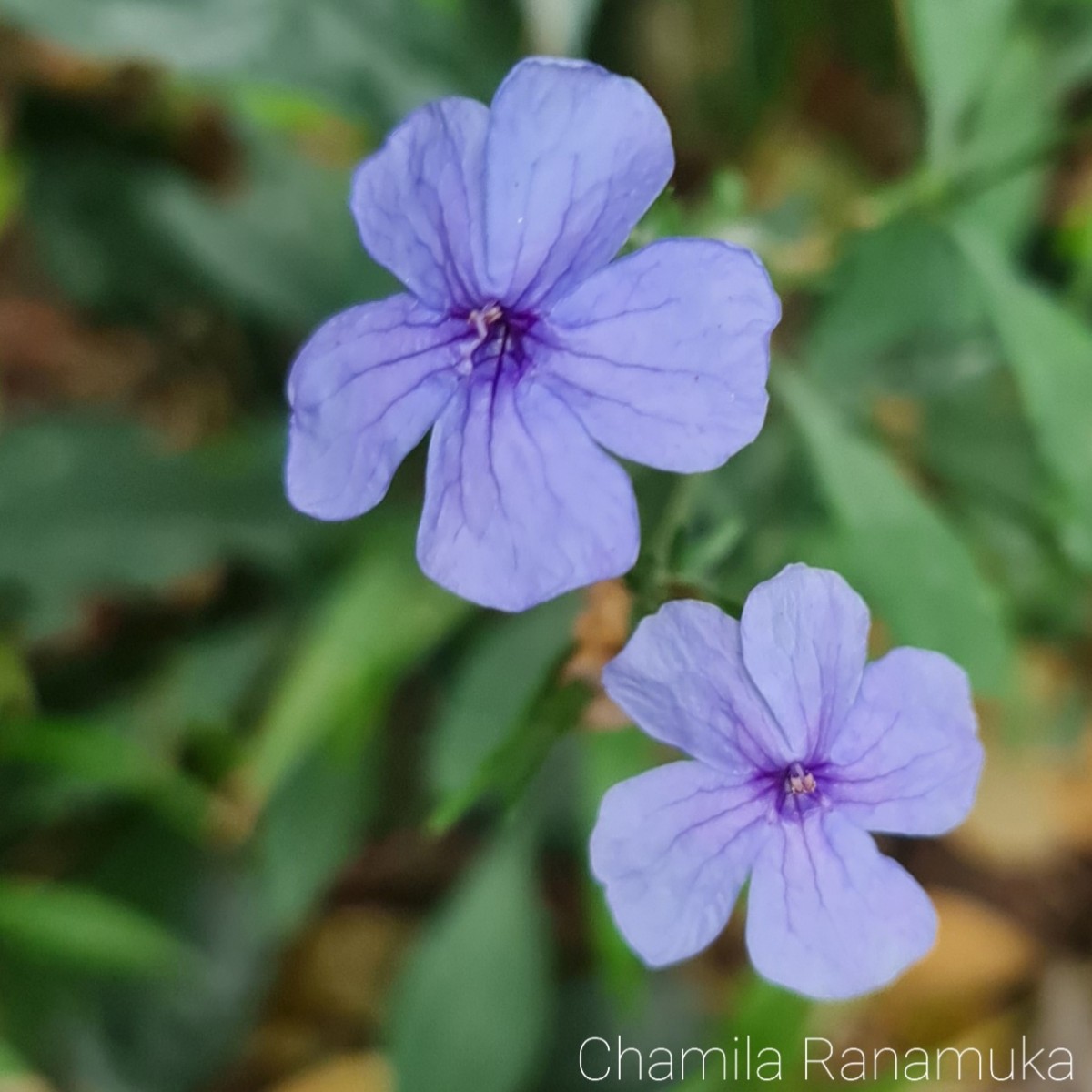 Eranthemum capense L.